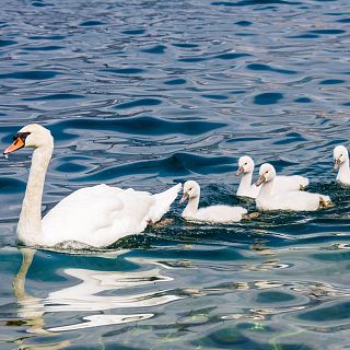 El gallo que no cesa