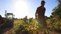 Las mañanas de RNE con Íñigo Alfonso - Los efectos del cambio climático en el viñedo español