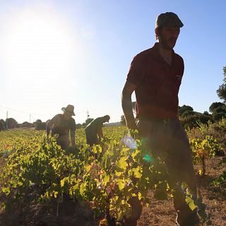 Los efectos del cambio clim�tico en el vi�edo espa�ol