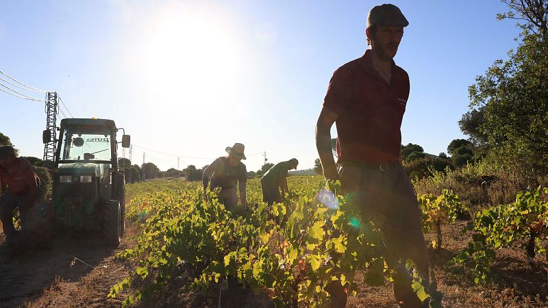 Las mañanas de RNE con Íñigo Alfonso - Los efectos del cambio climático en el viñedo español - Escuchar ahora