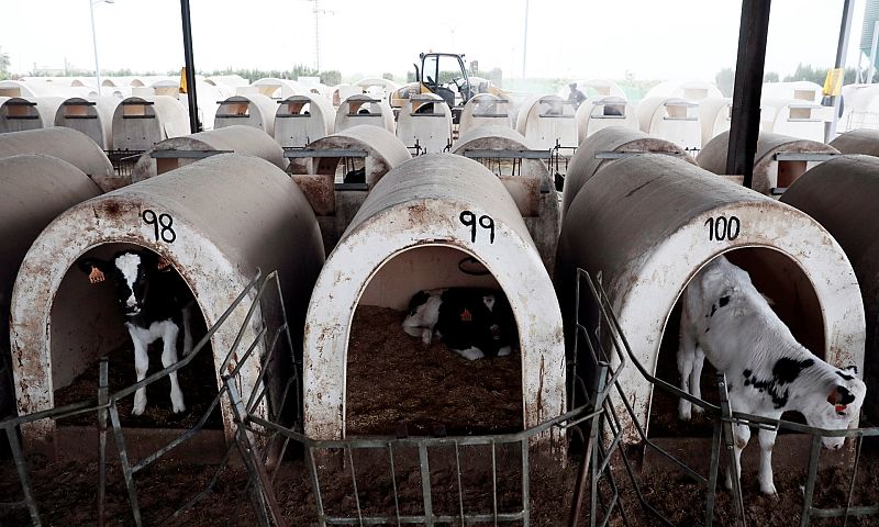 Por tres razones - Macrogranjas: "Somos la granja de Europa" - Escuchar ahora