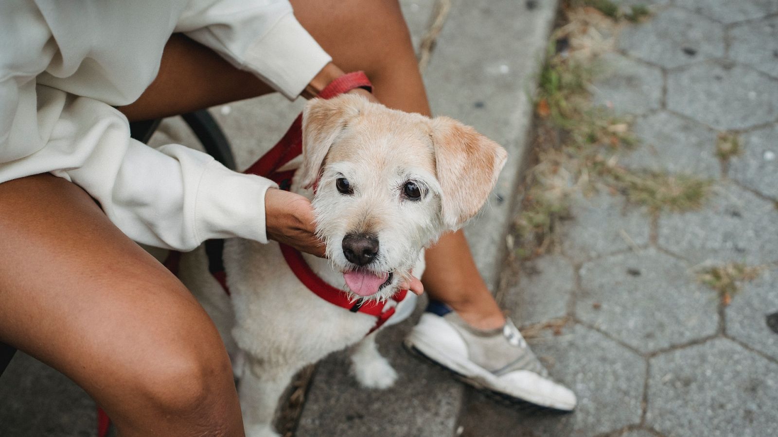 Avui, Sol - Deixar el gos amb un cangur durant les vacances - Escoltar Ara