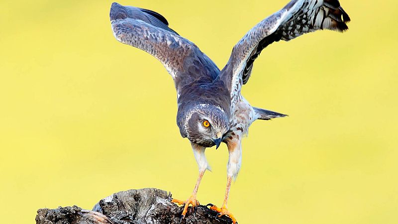 Reportaje emisoras - Segovia - Aguilucho Cenizo - 14/08/23 - Escuchar ahora