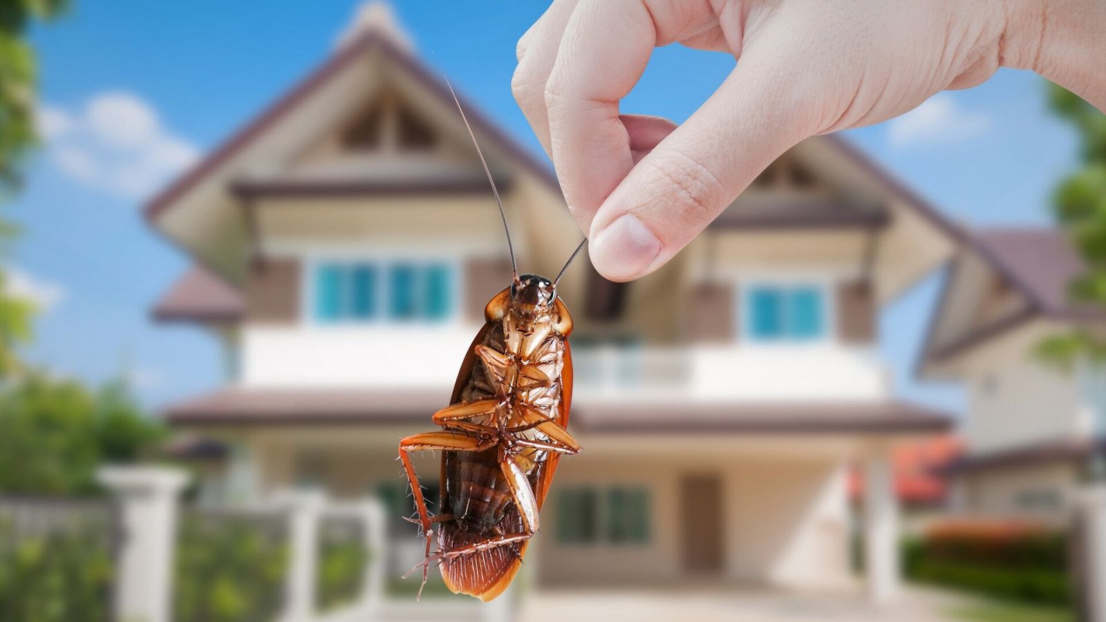 Avui, sol - Plagues de paneroles - Escoltar ara