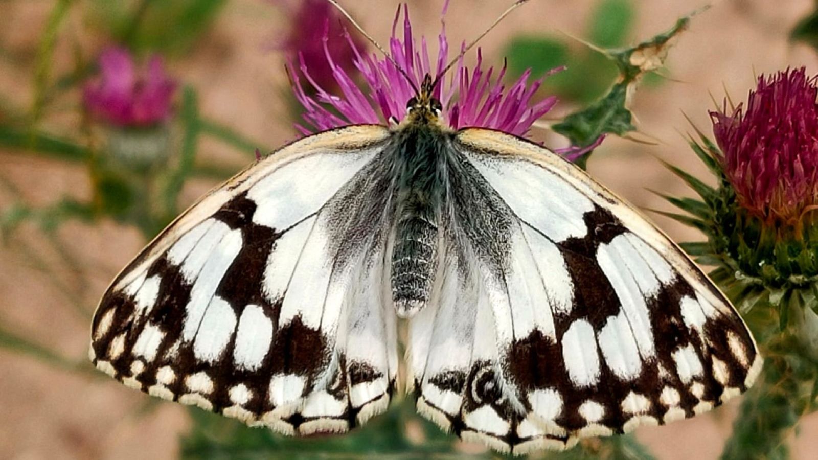 El bosque habitado - Nos gusta la gente que vibra - 20/08/23 - escuchar ahora
