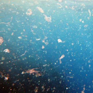 El problema de los micropl�sticos