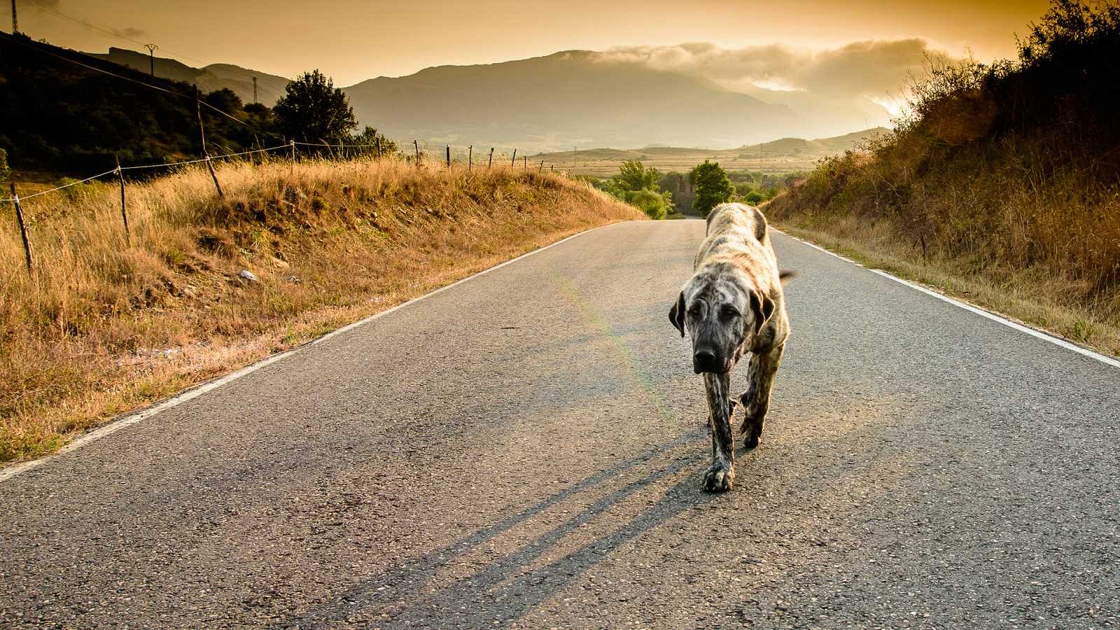 Cada dia s'abandonen desenes de gossos i gats | JUANFRA ÁLVAREZ