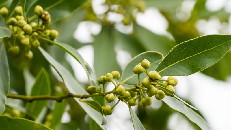 Noches en los jardines - Hermoso laurel - 21/08/23 - escuchar ahora