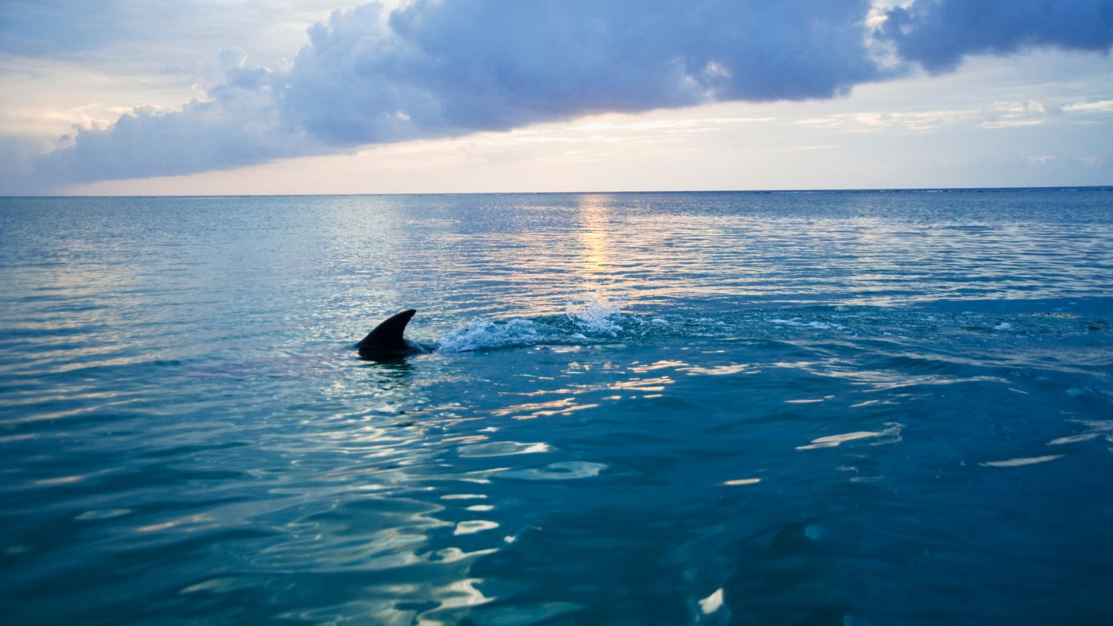 Gente despierta - Tiburón de Steven Spielberg - 23/08/23 - escuchar ahora