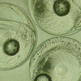 Inteligencia artificial y acuicultura, creando sinergias