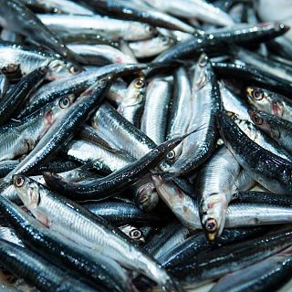 Españoles en la mar