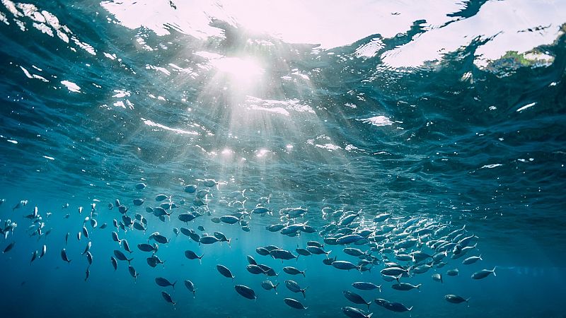 Gente despierta - Descubrimos el medio marino con Observadores del Mar - Escuchar ahora