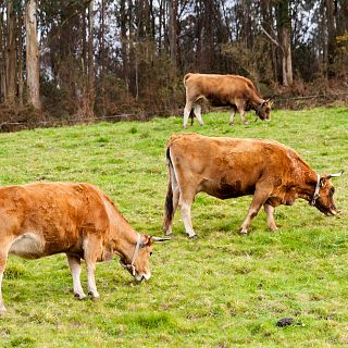 El gallo que no cesa