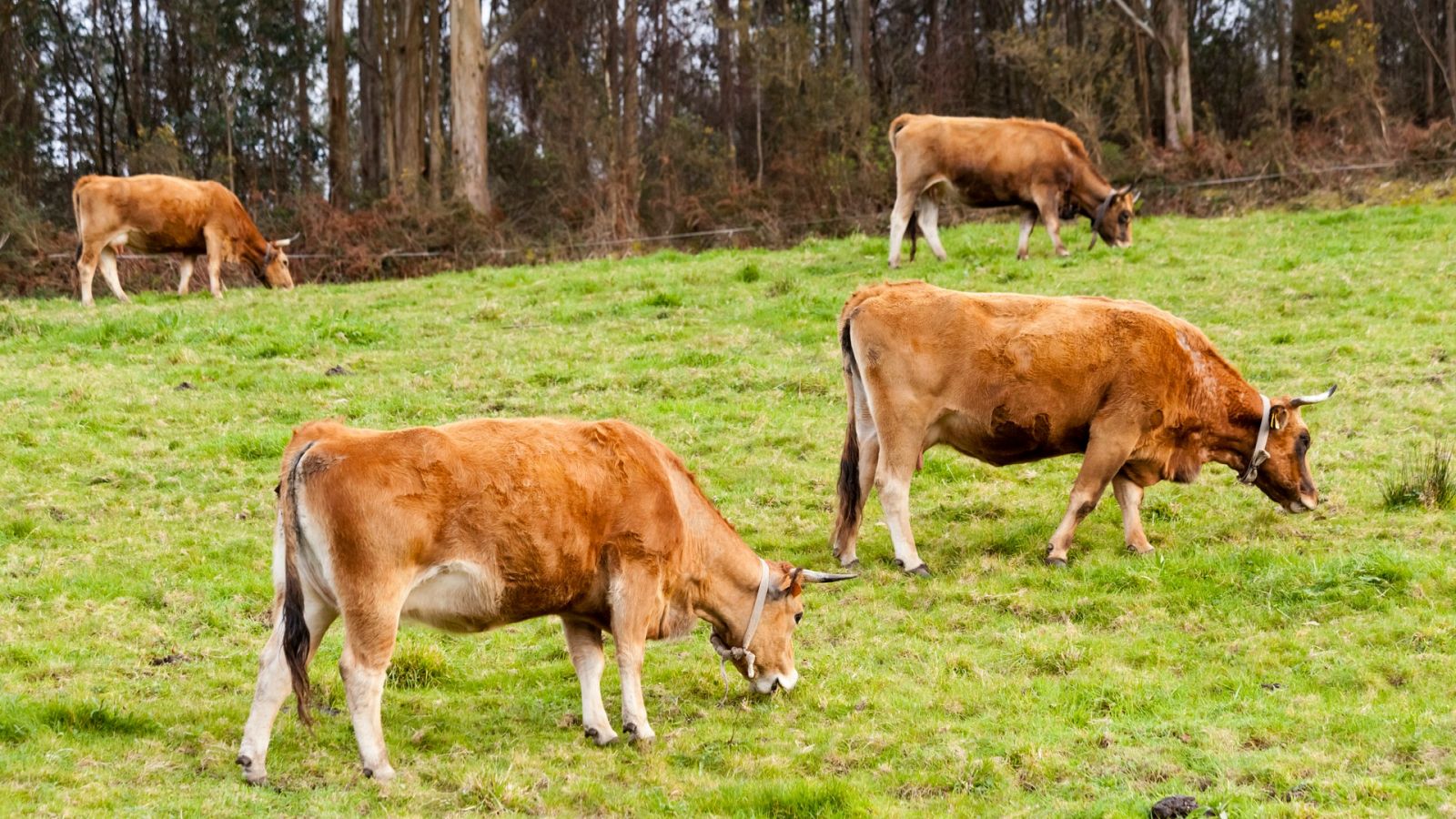 El gallo que no cesa - Poner en valor la ganadería a través de las redes sociales - Escuchar ahora