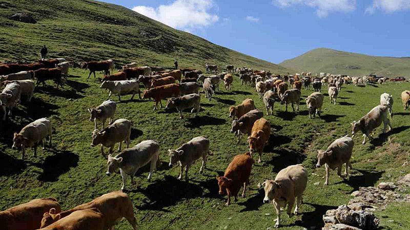 La caiguda de temperatures perjudica els ramats 