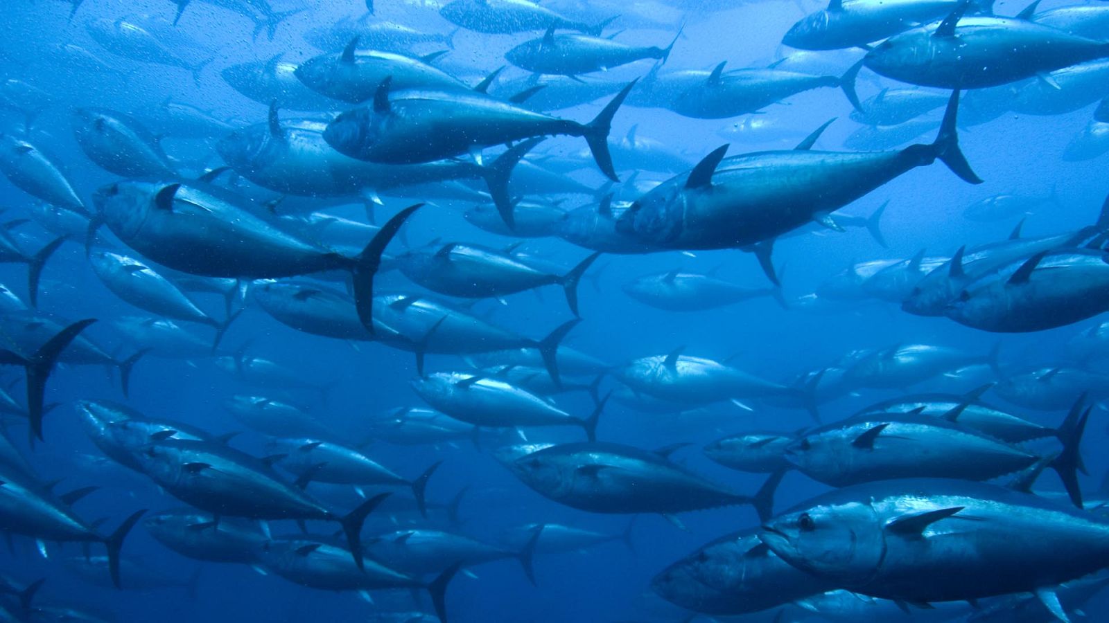 Españoles en la mar - El atún rojo se reproduce por primera vez en tierra - 28/08/23 - escuchar ahora