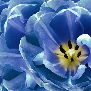 Noches en los jardines