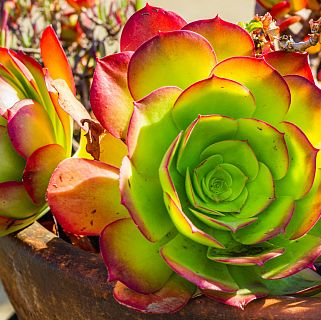 Noches en los jardines