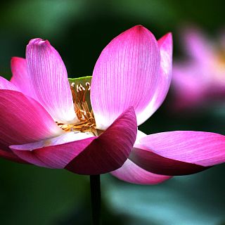 Noches en los jardines