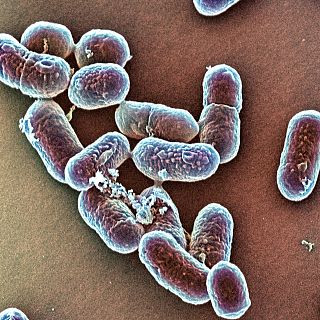 El gallo que no cesa