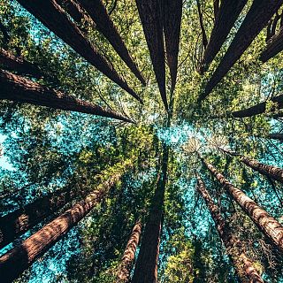 Atriles entre los árboles 