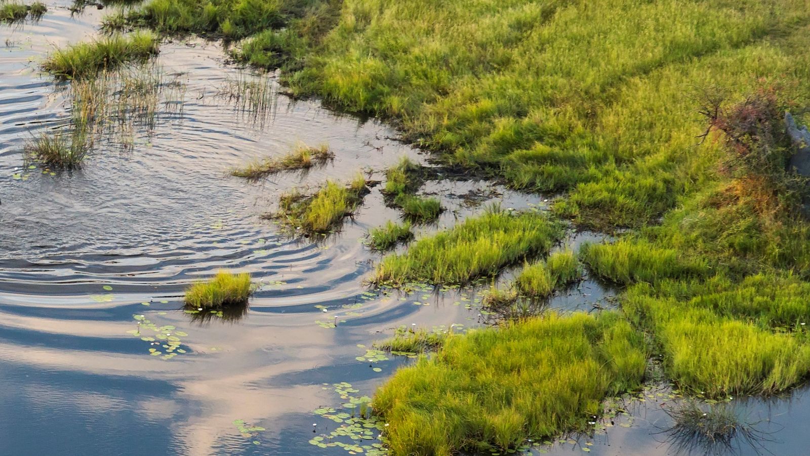 Reflejos en el agua - Ravel con Argerich y J.C. Bach con Radulovic - 01/09/23 - escuchar ahora