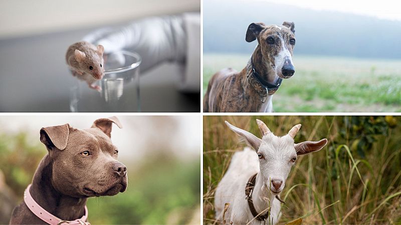Por tres razones - ¿A quién no protege el bienestar animal? - Escuchar ahora