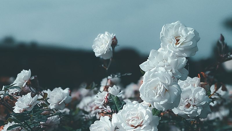 Atriles entre los �rboles - Blancas rosas para Andr�meda - 04/09/23 - escuchar ahora