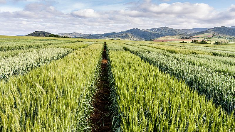 Mundo rural - PAC: Avance de las solicitudes únicas - 04.09.23 - Escuchar ahora