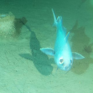 Españoles en la mar