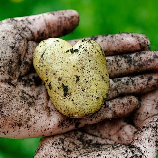 Nuestra patata conocida como coraz�n