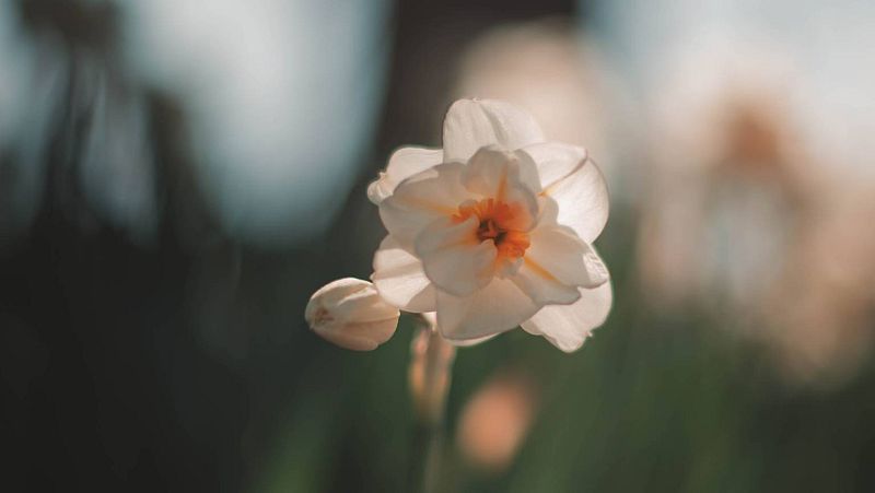 Noches en los jardines - Un poder olvidado - 05/09/23 - escuchar ahora