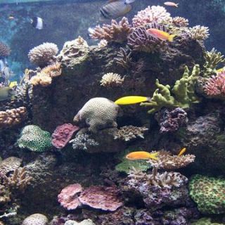 La p�rdida de biodiversidad en C�diz y el Mar de Albor�n