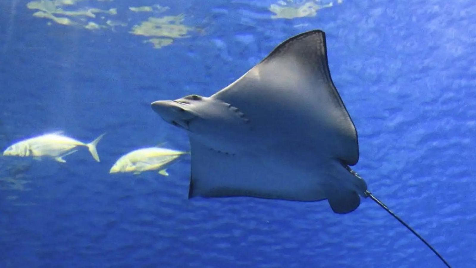 Espa�oles en la mar - Los litorales de Alicante y Murcia ya cuentan con zonas ISRA - 06/09/23 - escuchar ahora