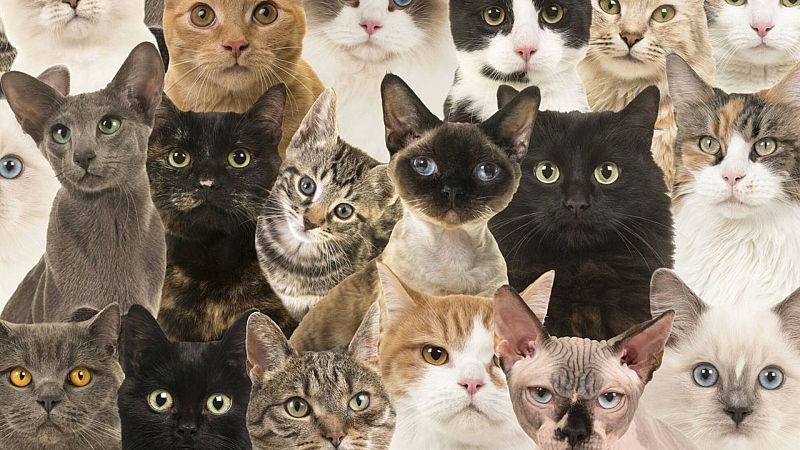 A Contrallum - L'indignitat cap als gats amb Cristina Dalmau. Escolta ara. 