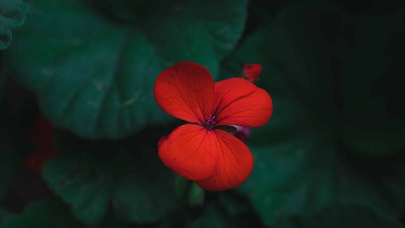 Noches en los jardines - Jardines para un viaje - 07/09/23 - escuchar ahora