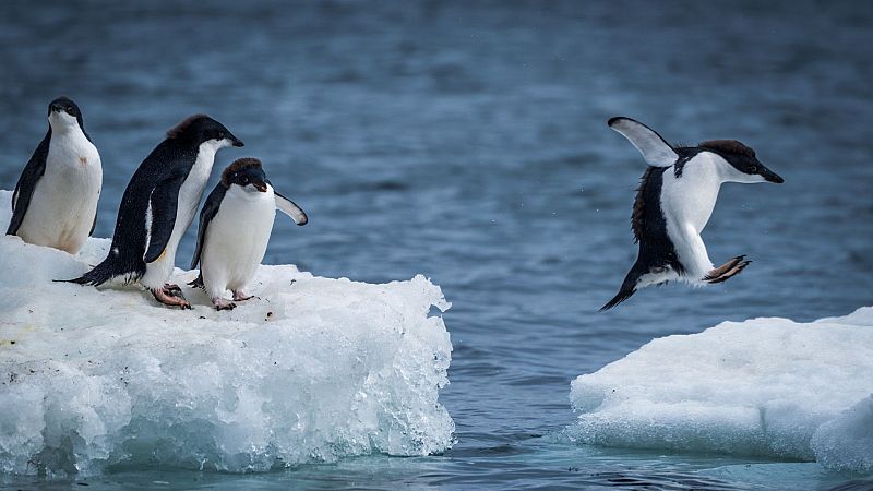  Viaje a la Antártida - Pingüinos - 17/02/10 - Escuchar ahora
