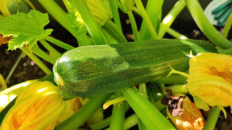 Alimentation et santé – Exercice physique et diabète.  Courgettes – 17/09/23