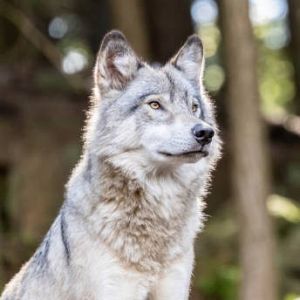 Europa abierta - Europa abierta - La situación del lobo genera división en Europa - Escuchar ahora