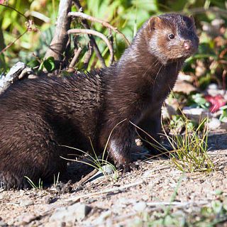 Los riesgos y amenazas de las especies invasoras