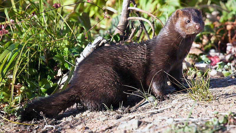 El gallo que no cesa - Los riesgos y amenazas de las especies invasoras - Escuchar ahora