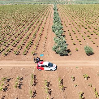 Drones y polic�a: as� protegen la oliva en Extremadura