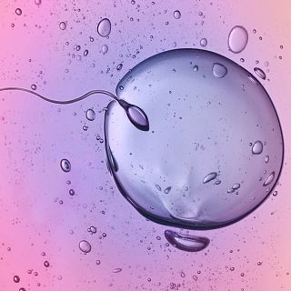 El gallo que no cesa