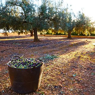 El sector del aceite de oliva