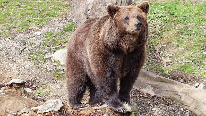 En clave Turismo - Lento camino del oso pardo ibrico para evitar su extincin - 03/10/23 - escuchar ahora