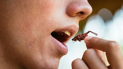 Las cuñas de RNE - Beneficios y propiedades de los insectos comestibles - Escuchar ahora