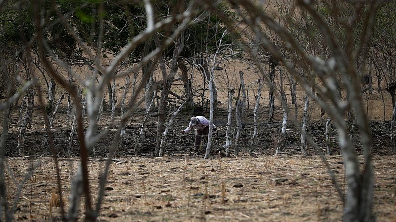 Cinco continentes - La inseguridad alimentaria en América Latina - Escuchar ahora