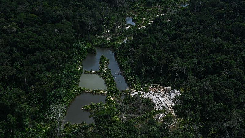 Cinco continentes - Ecologistas denuncian la deforestación por la producción de palma y soja - Escuchar ahora