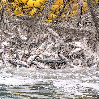 Españoles en la mar