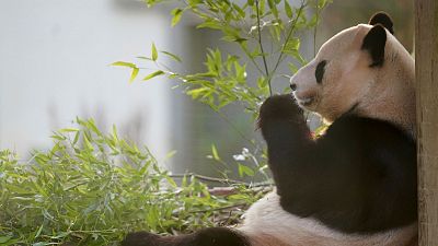 La diplomacia del panda llega también a Qatar